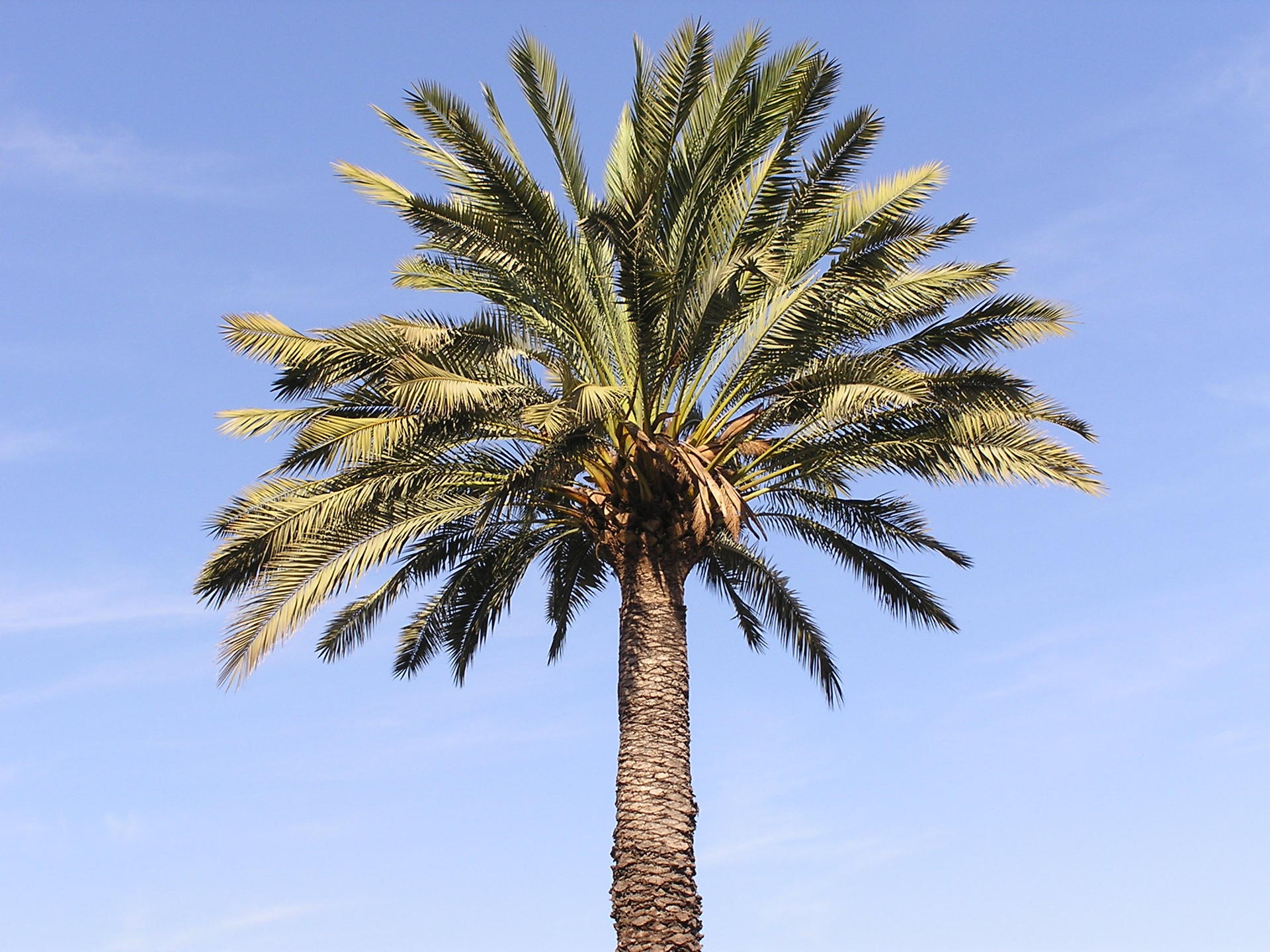 Photo d'un palmier sur le bassin de Thau