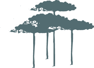 Illustration de 4 arbres.